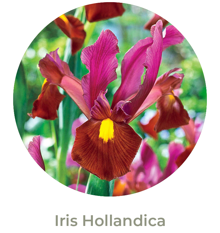 Iris Hollandica Otoño 2026