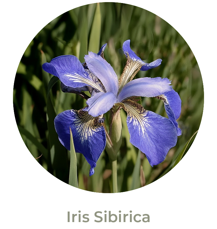 Iris Sibirica Otoño 2026