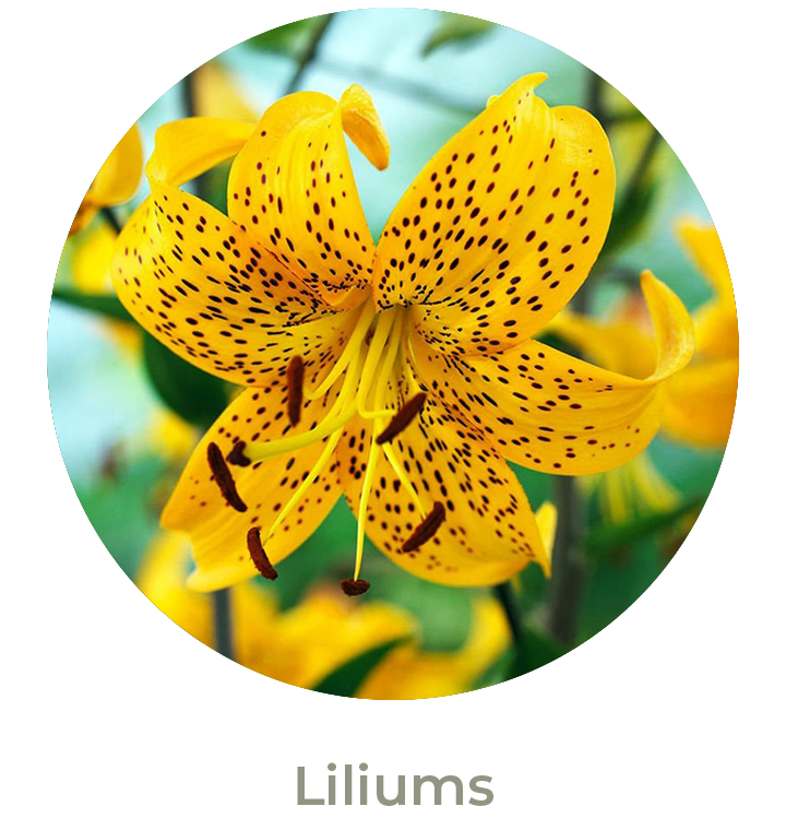 Liliums Otoño 2026
