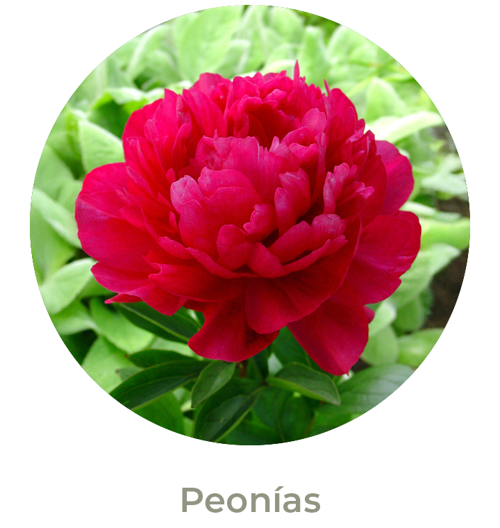 Peonías Otoño 2026
