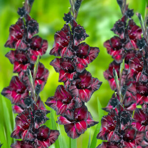 Gladiolos Black Star