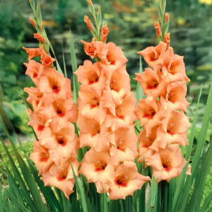 Gladiolos Peter Pears