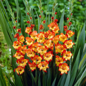 Gladiolos Princess Margaret Rose