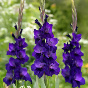 Gladiolos Purple Flora