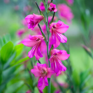 Gladiolos Byzantinus