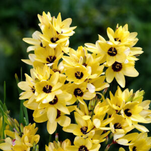 Ixias Yellow Emperor