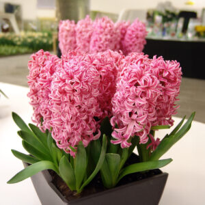 Jacintos Pink Surpirse