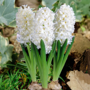 Jacintos Polar Giant