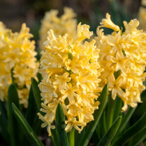 Jacintos Yellowstone