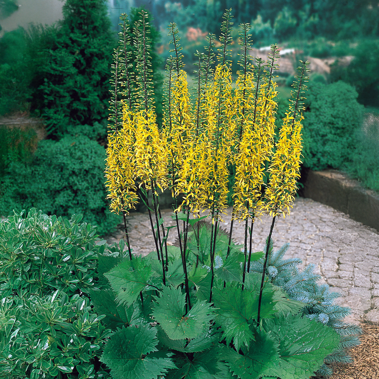 Ligularias Przewalskii