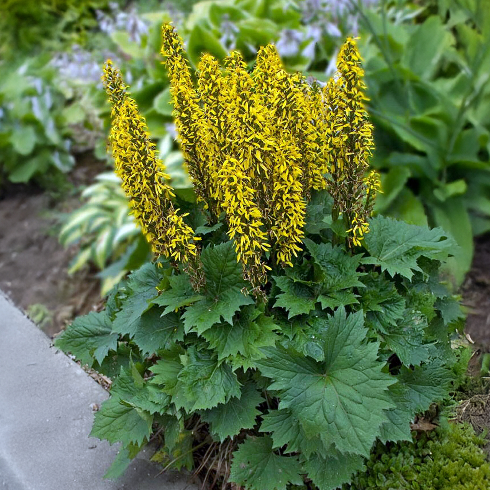 Ligularias The Rocket