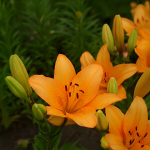 Liliums Abbevilles