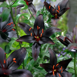 Liliums Blacklist
