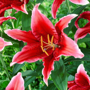 Liliums Red Flash