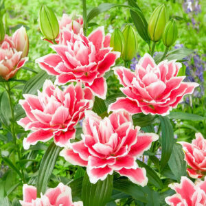 Liliums Roselily Samantha