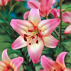 Liliums Rosella’s Dream