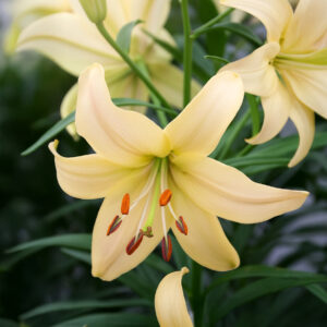 Liliums Pearl Frances