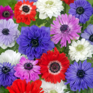 Mix Anémonas St. Brigid