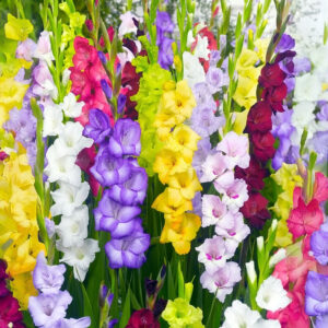 Mix Gladiolos