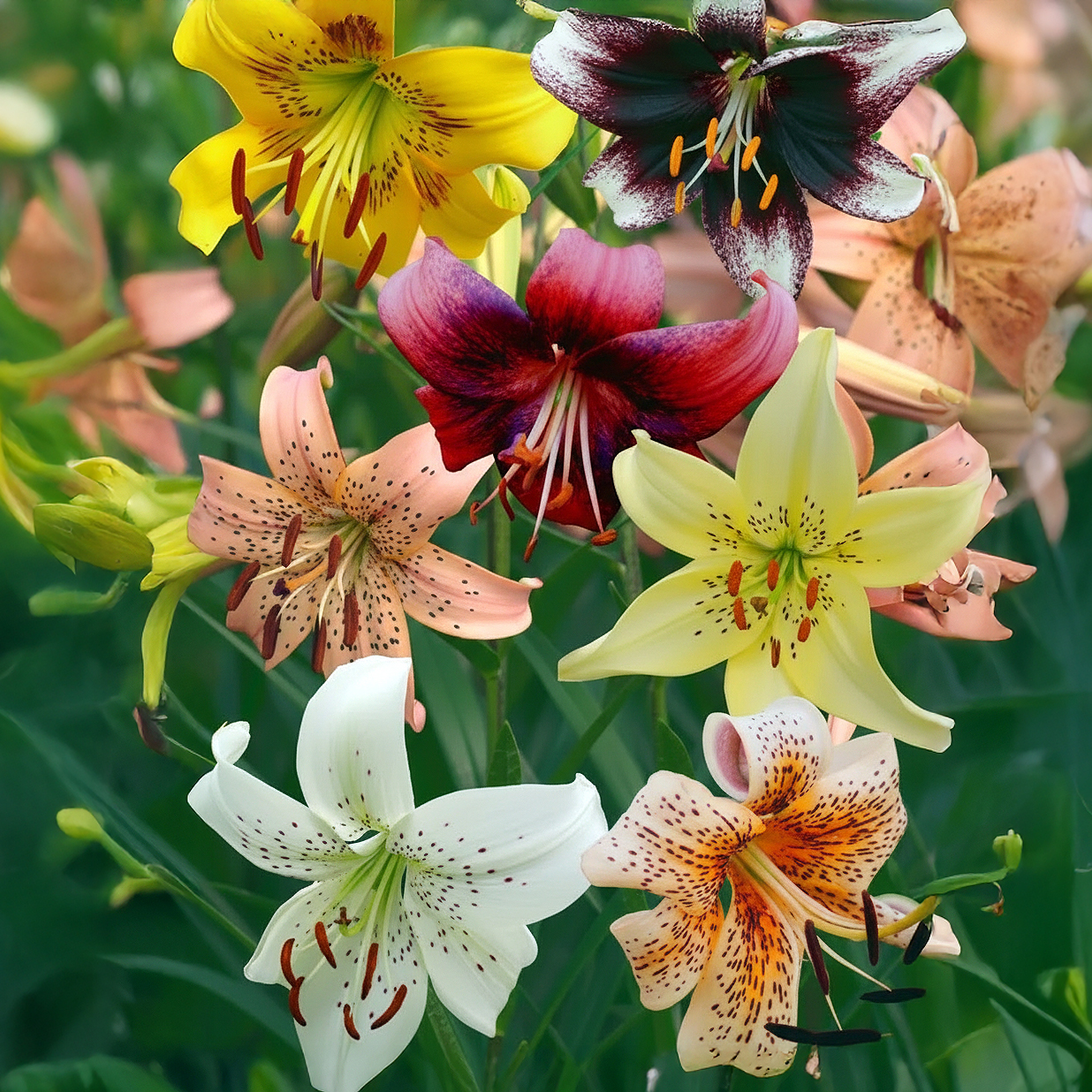 Mix Liliums Tigre