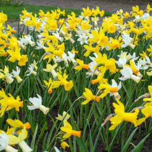 Mix Narcisos