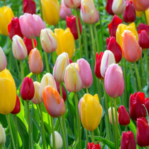 Mix Tulipanes