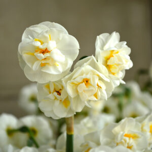 Narcisos Bridal Crown