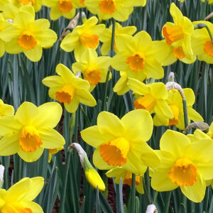 Narcisos Bright Paradise