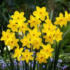 Narcisos Golden Carpet