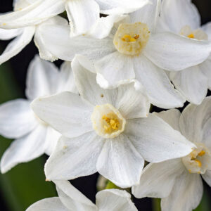 Narcisos Paper White