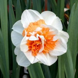 Narcisos Sweet Paradise