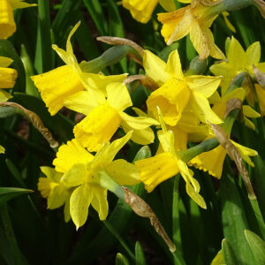 Narcisos Tete a Tete