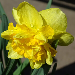 Narcisos Yellow Paradise
