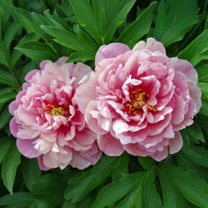 Peonias Itoh Pink Double Dandy
