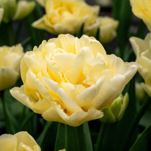 Tulipanes Avantgarde