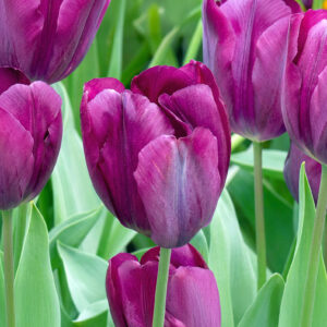Tulipanes Bullit