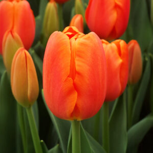 Tulipanes Orange Juice