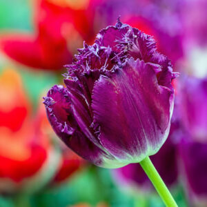 Tulipanes Purple Crystal