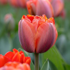 Tulipanes Queensday