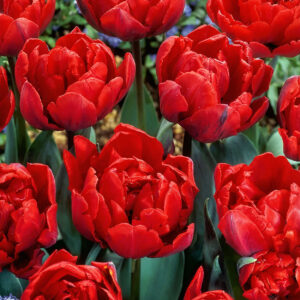 Tulipanes Red Princess