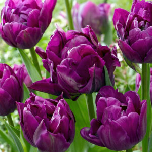 Tulipanes Saigon Double