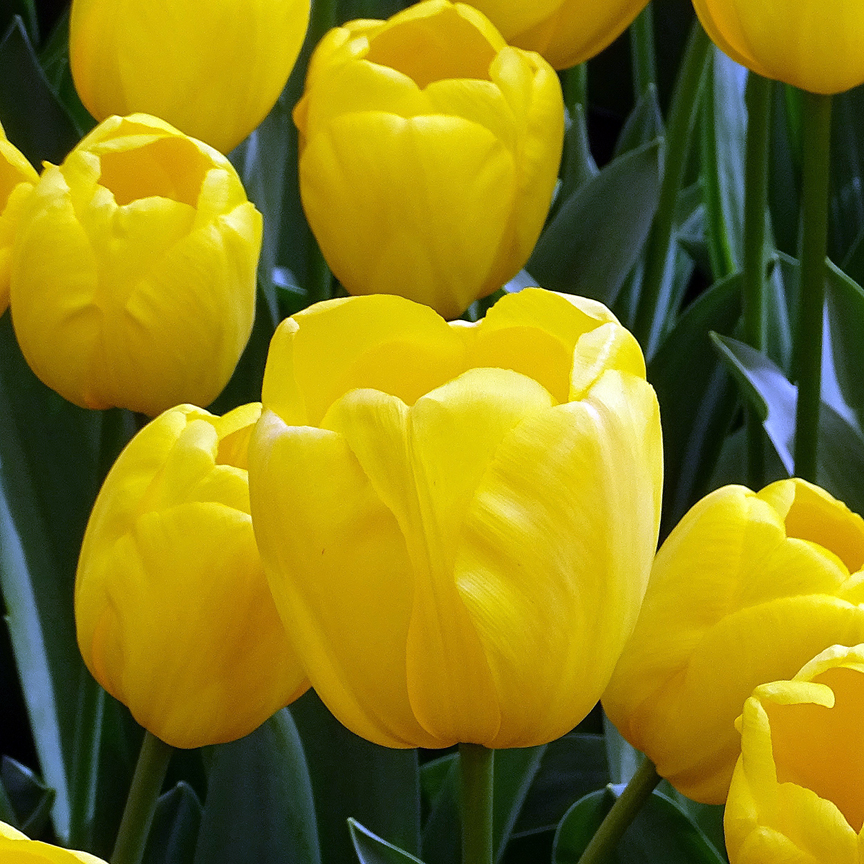 Tulipanes Strong Gold