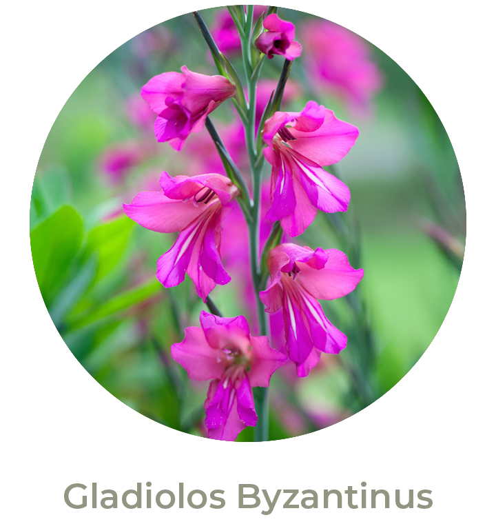Gladiolos Otoño 2026