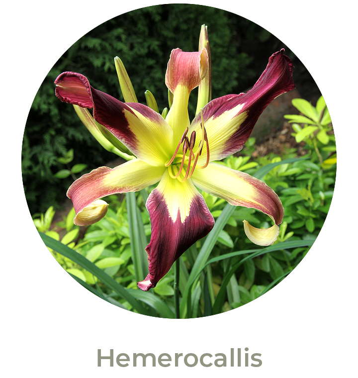 Hemerocallis Otoño 2026