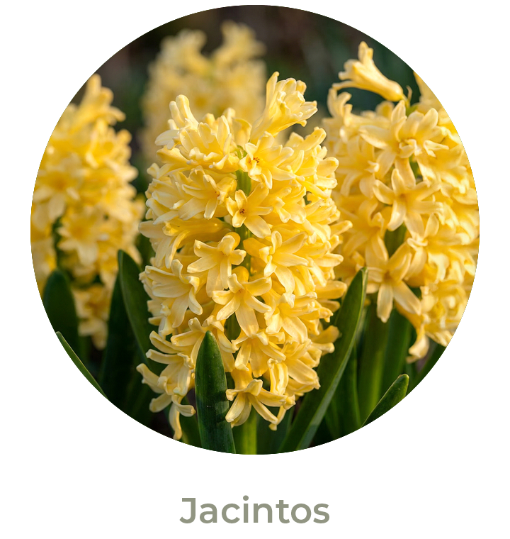 Jacintos Otoño 2026
