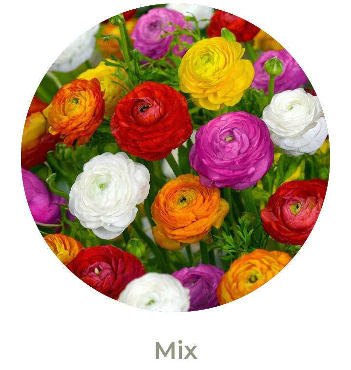 Narcisos Otoño 2026