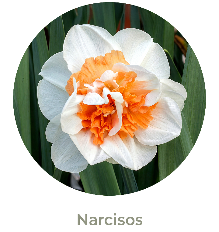 Narcisos Otoño 2026