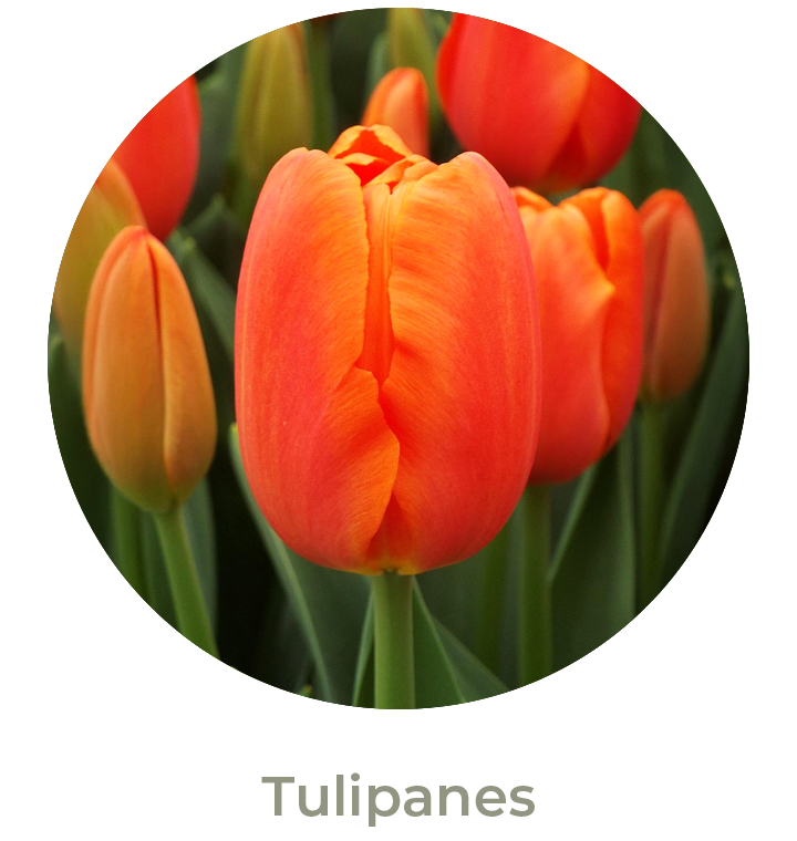 Tulipanes Otoño 2026