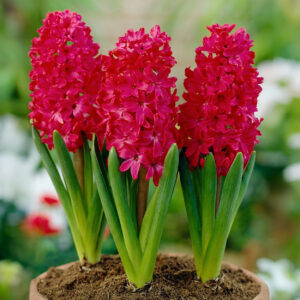 Jacintos Hyacinth Jan Bos