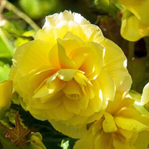 Begonias Dobre Amarilla